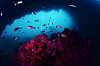 Coral colonies are increasingly found in the waters off the coast of Jeju Island near Munseom, a popular diving spot. Jeju waters have seen a rise in temperatures, with native fish and algae being replaced by subtropical species. [LEE SEON-MYEONG]
