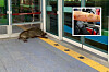 Main: A dead wild boar on the platform of Hopo Station in Yangsan, South Gyeongsang on Tuesday. Inset: The injured arm of the man bitten by the wild boar. [GYEONGSANGNAM-DO FIRE DEPARTMENT]