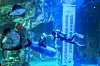 Lotte World Aquarium divers perform an act where they pick up trash underwater in order to raise awareness of environmental protection. Lotte said the performance will be held twice a day every weekend until the end of June. [LOTTE WORLD]