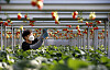 A farmer checks whether strawberries are ready to be picked at his farm. [NEWS1]