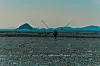 A fisherman from Baekmiri goes out to the mud flat for sadujil. [KOREA CULTURAL HERITAGE FOUNDATION]