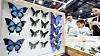 Pet Insect Competition takes flight in SETEC