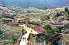 Gwangyang in South Jeolla holds the Gwangyang Maehwa Festival every year, this year from March 7 to 17. [YONHAP]