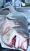 테스트