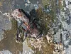This suspected timed heater from a North Korean trash balloon was found on Monday at a factory near Gimpo Airport, where a fire broke out last Thursday. [YONHAP]