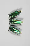 Jewel beetle, a natural monument [JOONGANG PHOTO]