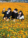 Domestic tourists relish the arrival of autumn in a field of yellow cosmos in Yuseong District, Daejeon, on Tuesday. [NEWS1]