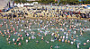 Braving the icy waters of Haeundae Beach, over 2,000 participants plunge into the sea during the 39th Annual Haeundae Polar Bear Festival in Busan on Jan. 18. A total of 12,000 people joined this year's unique winter event. [YONHAP]