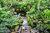 Two children observe the view inside the tropical greenhouse at Sejong National Arboretum. [CHOI SEUNG-PYO]