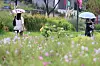 People walk in Seoul with umbrellas under the rain on Tuesday. Temperatures are expected to significantly drop after the rain. [YONHAP]