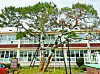 The Pine Tree of the Rich, which was planted by the founders of Samsung, LG and Hyosung, all of whom graduated from Jisu Elementary School in Jinju [JINJU CITY GOVERNMENT]