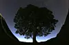 A general view of the stars above Sycamore Gap prior to the Perseid Meteor Shower above Hadrian's Wall near Bardon Mill, England on Aug. 12, 2015. [AP/YONHAP]