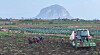 Farmers in Seogwipo, Jeju, harvest potatoes on the morning of Dec. 31. [YONHAP]