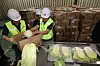 Chinese cabbage imports arrive ahead of kimchi-making season