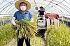 A farmer harvests bbareumi rice, a special type that has a shorter growth period, at a farm in Buyeo County, South Chungcheong. The rice was harvested 84 days after it was first planted on May 25. Chungcheongnam-do Agricultural Research & Extension announced it will try to harvest bbareumi rice once more in November, the third crop of the year — a first for Korea. [KIM SUNG-TAE]