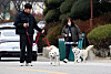 Two Pungsan dogs from former President Moon Jae-in at their new home at the zoo in Uchi Park in Gwangju on Monday. The two dogs — Songkang and Gomi — were a present from North Korean leader Kim Jong-un in 2018. They are now owned by the Presidential Archives, which is keeping the dogs at the zoo. Moon Da-hye, Moon’s daughter, started a fundraising campaign using images of the former president and dogs. The money will be donated to a shelter for abandoned pets.[YONHAP]
