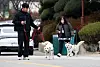 Two Pungsan dogs from former President Moon Jae-in at their new home at the zoo in Uchi Park in Gwangju on Monday. The two dogs — Songkang and Gomi — were a present from North Korean leader Kim Jong-un in 2018. They are now owned by the Presidential Archives, which is keeping the dogs at the zoo. Moon Da-hye, Moon’s daughter, started a fundraising campaign using images of the former president and dogs. The money will be donated to a shelter for abandoned pets.[YONHAP]