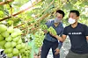 Choi Won-sik, right, who runs a 1.8-hectare (4.6-acre) vineyard in Gimcheon, North Gyeongsang, examines shine muscat grapes. [EMART]
