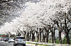 Cars drive along a cherry blossom-canopied road in Yeoju, Gyeonggi, on Tuesday. Yeoju city government announced Tuesday it will hold a drive-through cherry blossom festival from Friday through Sunday, instead of a walk-in festival. [YONHAP]