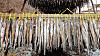 Pollack being dried over the winter [YONHAP]
