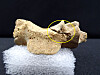 The remains of Korea’s first three Catholic martyrs — Paul Yun Ji-chung, James Kwon Sang-yeon and Francis Yun Ji-heon — were recovered in Wanju, North Jeolla, in March, some two centuries after their deaths, and shown to the media by the Diocese of Jeonju Wednesday. Pictured is the neck bone of Paul Yun Ji-chung, who was beheaded in 1791. The diocese said the remains showed cuts made by a sharp object around his neck. Kwon was also beheaded that year and Yun’s younger brother, Francis Yun Ji-heon, was quartered in 1801. The remains were confirmed to belong to the martyrs following historical research and DNA testing. The diocese said it plans to hold a Mass and an enshrinement ceremony in honor of the three martyrs on Sept. 16, near the site where their remains were found. [YONHAP]