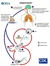 An image of the life cycle of Naegleria fowleri created by the U.S. Centers for Disease Control and Prevention and provided by the Korea Disease Control and Prevention Agency [YONHAP]