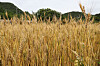 Locally grown wheat at a farm in Gongju, South Chungcheong [JOONGANG PHOTO]