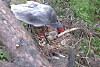 A crested ibis tends to its newborn chick in Changneyong, South Gyeongsang on Thursday. [YONHAP]