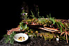 A dish offered at Atomix in New York, which was ranked 33rd on the newly-released list of World's 50 Best Restaurants [DIANE KANG]