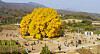 People visit a giant ginkgo tree believed to be 859-year-old in Bangye-ri, Wonju, Gangwon on Tuesday, the very last day of October. The tree is 32 meters tall (104 feet) and has a perimeter of 16.27 meters (640 inches). The tree was designated Natural Monument No. 176 in 1964. [YONHAP]