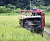A rice farmer in Hwacheon, Gangwon, harvests rice on Saturday. [HWACHEON COUNTY]