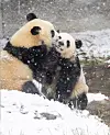 Everland's twin pandas playing in snow for the first time — in pictures