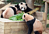 Rui Bao, right, and Hui Bao, left, twin giant pandas at Everland’s Panda World in Yongin, Gyeonggi, spend time with their mother, Ai Bao, on Aug. 12. [YONHAP]