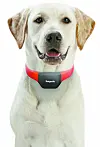 A dog wears Petplus, a dog collar developed by local software company Rwave. [RWAVE]