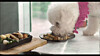 A dog eats bespoke pet food. [KOREA CHAMBER OF COMMERCE AND INDUSTRY]