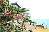 Camellia blossoms are bloom in late March and early April. [CHOI SEUNG-PYO]