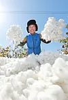 A representative of a cotton company on Monday cultivates cotton from a field in Gaepyoung Hanok Village in South Gyeongsang. [YONHAP]