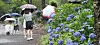 Visitors with umbrellas stroll inside a garden with violet hydrangeas on Jeju Island on Thursday morning when heavy rain advisories were in effect in some parts of the island. Monsoon rain arrives on the island on Thursday and is predicted to last until early morning Friday. The island received over 80 millimeters (3.14 inches) of rainfall on Thursday, according to the Korea Meteorological Administration. [NEWS1]