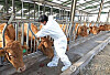 A farmer vaccinates cattle at a farm in Ulsan on Nov. 1. [YONHAP]