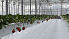 A smart farm growing strawberries in Iksan, North Jeolla [EPIS]