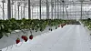 A smart farm growing strawberries in Iksan, North Jeolla [EPIS]