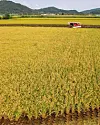 A farmer harvests rice at a paddy field in Cheorwon County, Gangwon on Wednesday, the first rice harvest for the region. [YONHAP]