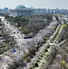 Cherry blossoms bloom along the side of Yunjung-ro in Yeouido, western Seoul, on Tuesday, the last day of Yeouido Spring Flower Festival. [YONHAP]