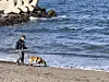 An officer from the Jeju Local Police Agency's forensic science unit, accompanied by scent-detection dog Fernando, searches for narcotics along the northern coastal area of Iho-dong in Jeju on the afternoon of Nov. 11. [CHOI CHOONG-IL]