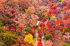 Hwadam Forest, inside Konjiam Resort in Gyeonggi, requires a reservation to visit. The best time this year to view the fall foliage here, according to the resort, is from late October to early November. [KONJIAM RESORT]
