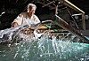 Jang Eung-yeall, who is designated as the No.32 intangible cultural asset of Gangwon Province for his craftsmanship in making hanji or traditional Korean paper, produces hanji at his studio, located in Usan-dong, Wonju, Gangwon Province. He makes the paper using a tool called oibal. [PARK SANG-MOON]