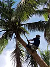Comedian Kim Byung-man climbs up a tree during his filming for SBS show 'Law of the Jungle.' [KIM BYUNG-MAN]