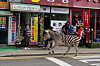 Sero the zebra strolls down the street after escaping from a zoo in Seoul on Thursday. [YONHAP]