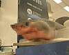 A photo zone displaying a shark carcass at E-Mart's Yongsan branch in central Seoul, Sunday. [SCREEN CAPTURE]