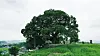 The 500-year-old, 16-meter-tall (52-foot-tall) hackberry tree located in village of Bukburi in Changwon, South Gyeongsang, appeared on the eighth episode of ENA's hit series 'Extraordinary Attorney Woo,' which aired on July 21. [YONHAP]